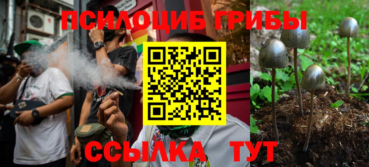 купить  сайты  Дальнереченск  Галлюциногенные грибы Psilocybe 